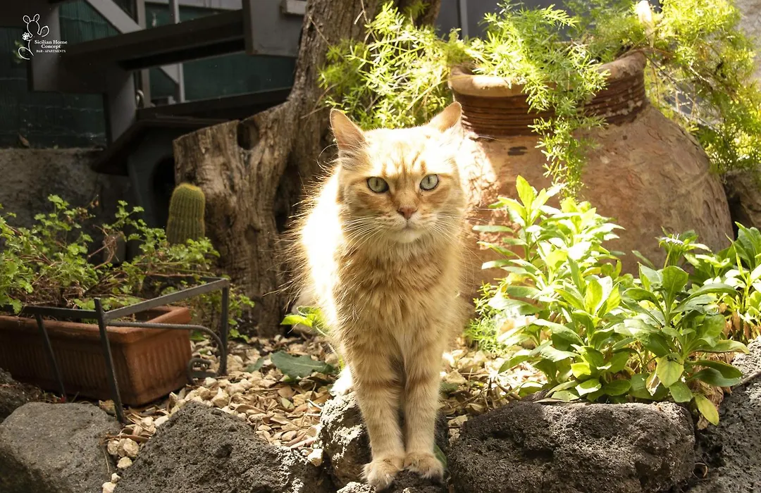 Sicilian Home-1