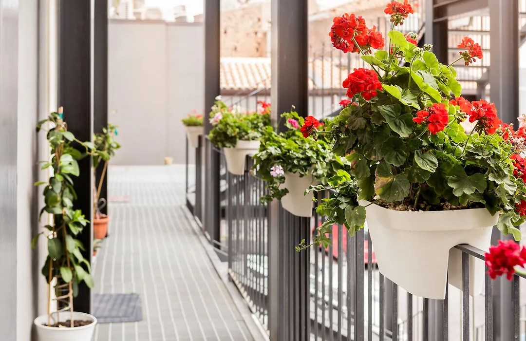 Scuto Home-1