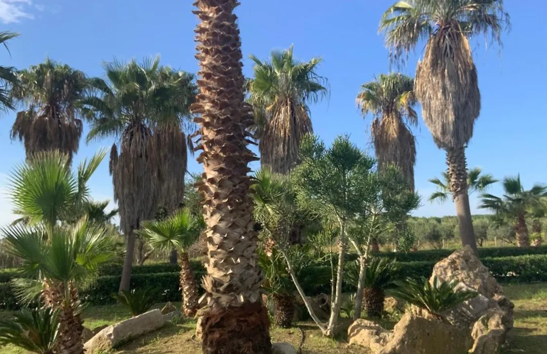 Villa delle Palme Delfina - parking Piscina a 10 minuti dal centro e dal mare-1