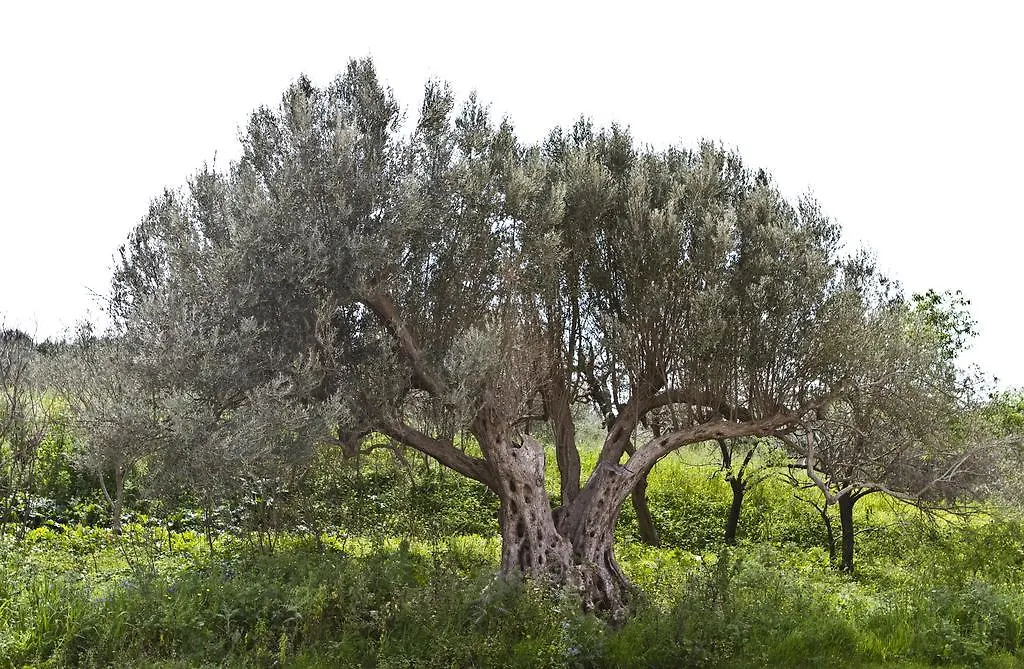 Agriturismo Rajata-1