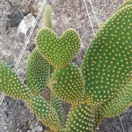 Mauripe-2