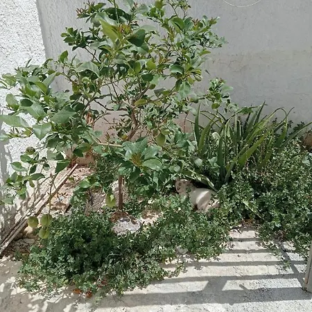 La Brocca-3