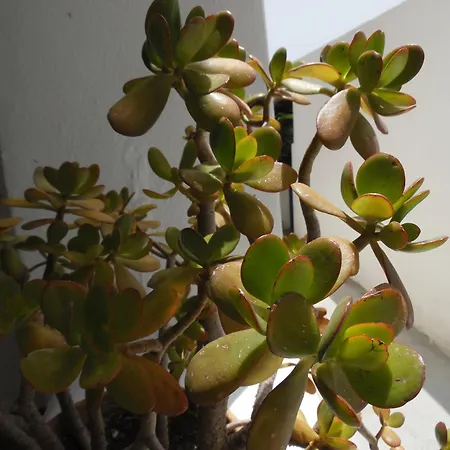 Da Franco-3