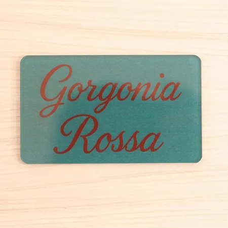 La Gorgonia-2