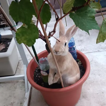 Tati'S Garden-2