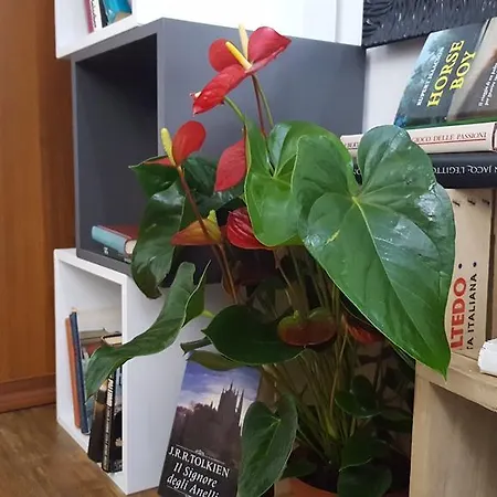 Oasi del Libro-2