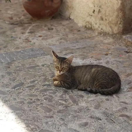 Dolce Aida-3